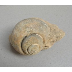 Gasteropod fosil Cretacic