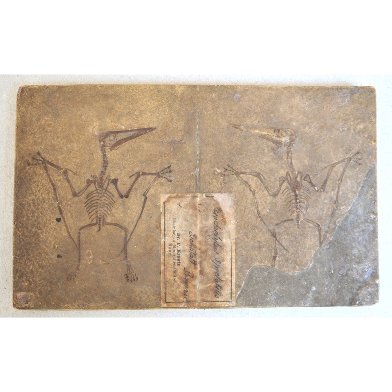 F Krantz "Pterodactylus spectabilis" mulaj de ipsos pentru uz didactic si stiintific cca 1890-1910