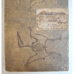 F Krantz "Pterodactylus spectabilis" mulaj de ipsos pentru uz didactic si stiintific cca 1890-1910