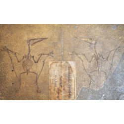 F Krantz "Pterodactylus spectabilis" mulaj de ipsos pentru uz didactic si stiintific cca 1890-1910