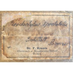 F Krantz "Pterodactylus spectabilis" mulaj de ipsos pentru uz didactic si stiintific cca 1890-1910