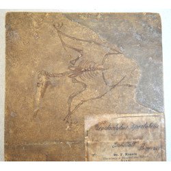 F Krantz "Pterodactylus spectabilis" mulaj de ipsos pentru uz didactic si stiintific cca 1890-1910