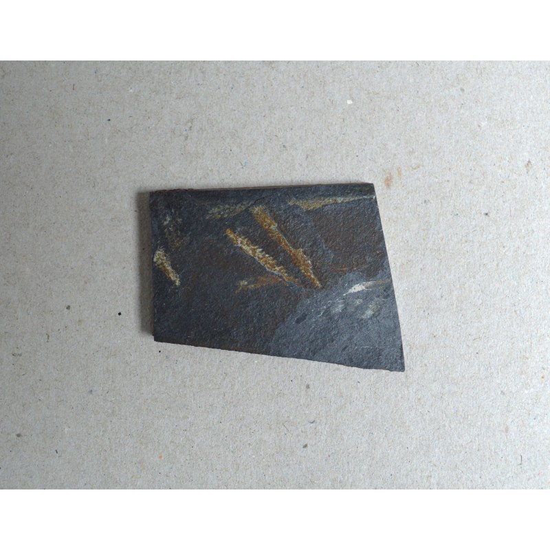 Didymograptus murchisoni graptoliti din Ordovician Tara Galilor Marea Britanie