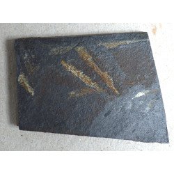 Didymograptus murchisoni graptoliti din Ordovician Tara Galilor Marea Britanie