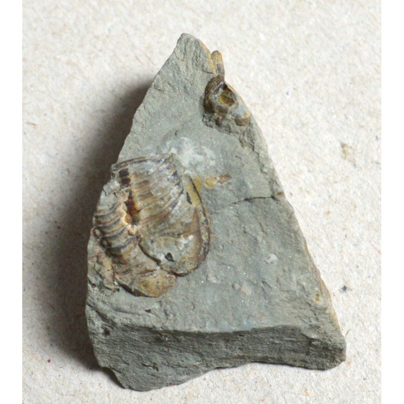 Dalmanites sp. trilobit din Silurian, Anglia