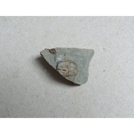 Dalmanites sp., trilobite from the Silurian, England