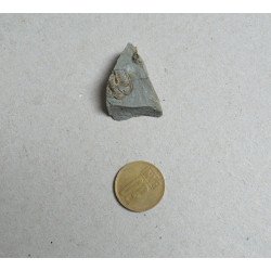 Dalmanites sp. trilobit din Silurian, Anglia