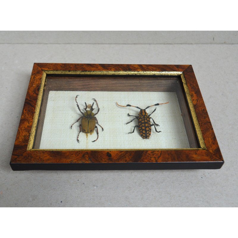 "Dicronocephalus bowringi" si "Aristobia reticulator" coleoptere in caseton Taxidermie