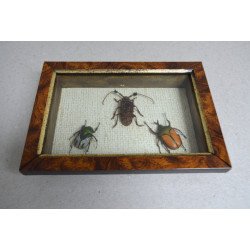 "Ranzania bertolonii ", "...