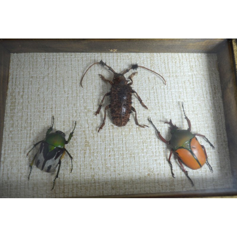"Ranzania bertolonii", "Aristobia horridula"...