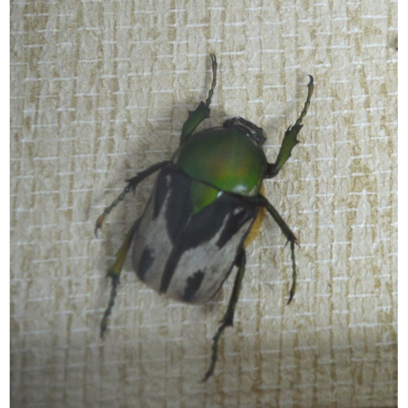 "Ranzania bertolonii", "Aristobia horridula"...