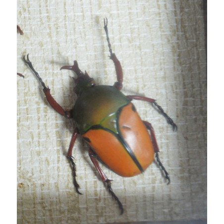"Ranzania bertolonii", "Aristobia horridula" and "Eudicella smithii" beetles in a taxidermy display case