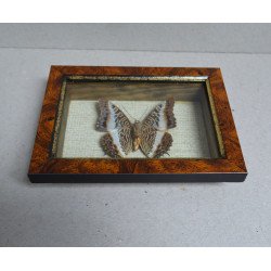 "Charaxes brutus" fluture...