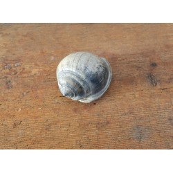 Cassis saburon, fossil gastropod from the Miocene...