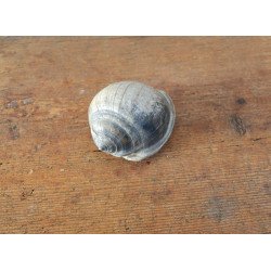 Cassis saburon gasteropod...