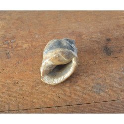 Cassis saburon, fossil gastropod from the Miocene... 2