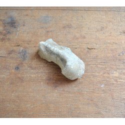 Deinotherium giganteum, molar fragment, Pliocene...