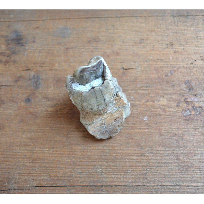 Helladotherium duvernoyi maxilar superior Pliocen (Meotian) Cimislia