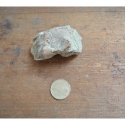 Helladotherium duvernoyi maxilar superior Pliocen (Meotian) Cimislia