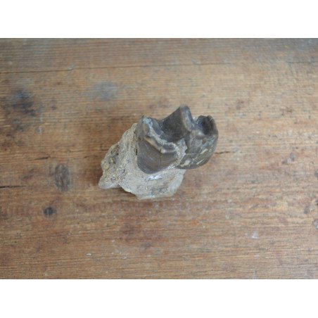 Subhyracodon occidentalis mandibula inferioara South Dakota SUA Oligocen