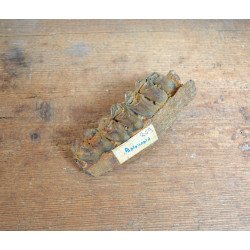 Mandibula de ierbivor Pliocen