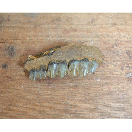 Mandibula de ierbivor Pliocen