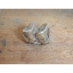 Molar de Lophiodon sp....