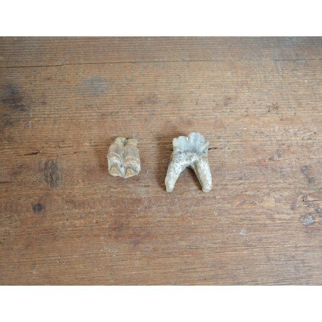 2 Bovoidea molars, Pliocene