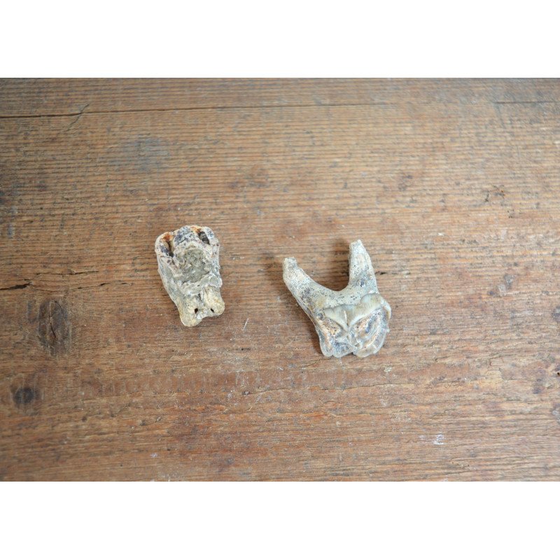 2 Bovoidea molars, Pliocene