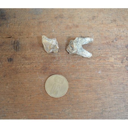 2 Bovoidea molars, Pliocene
