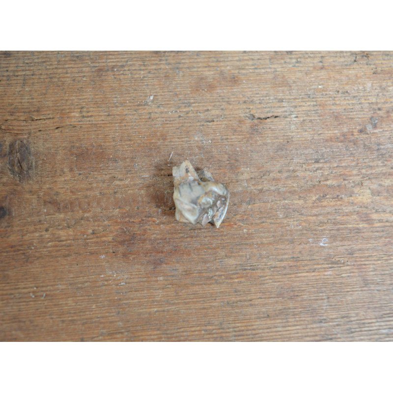 Tragoceras spectabilis, molar, Pliocene