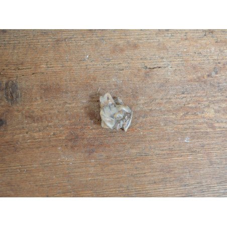 Tragoceras spectabilis, molar, Pliocene