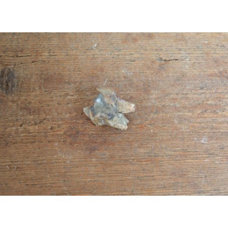 Tragoceras spectabilis, molar, Pliocene