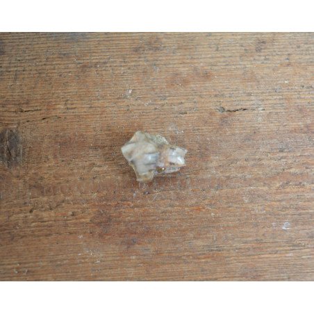 Tragoceras spectabilis, molar, Pliocene