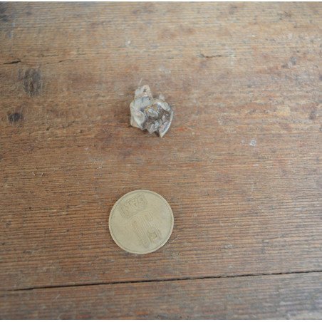 Tragoceras spectabilis, molar, Pliocene