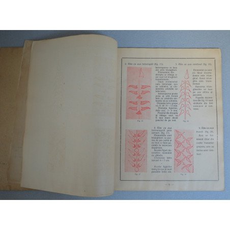 Constanta Lucasievici Basarab Spartali "Curs metodic de arta decorativa" 1935