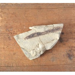 Planta fosila din Cretacic