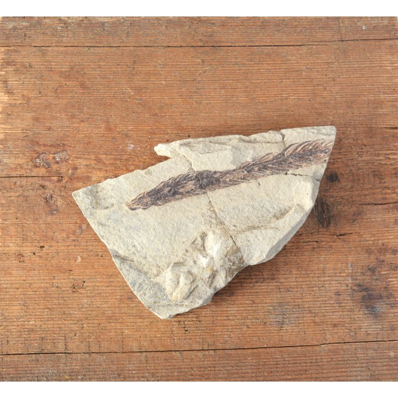 Fossil plant from the Cretaceous