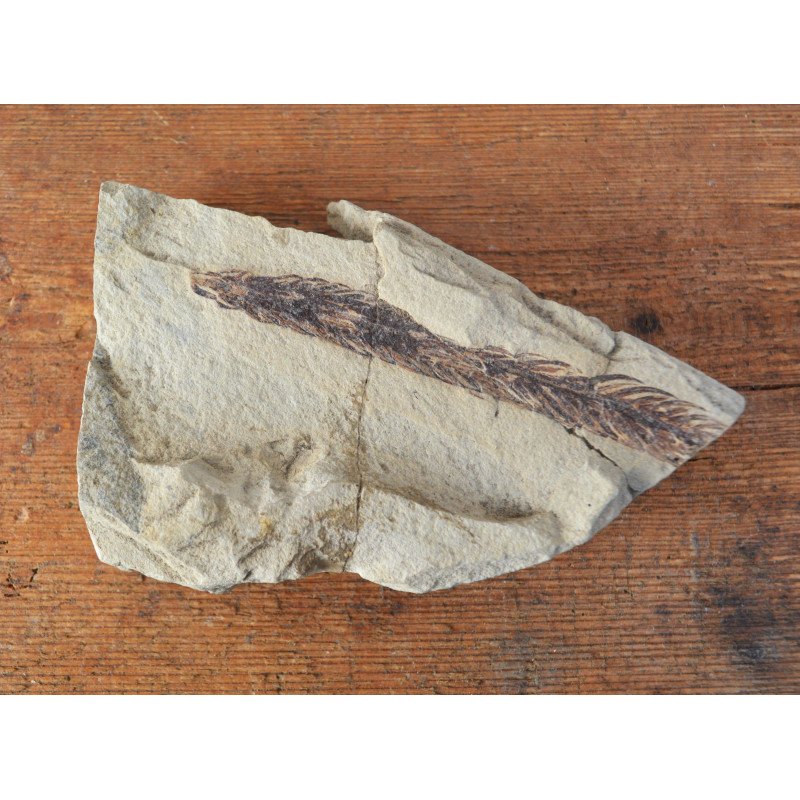 Fossil plant from the Cretaceous
