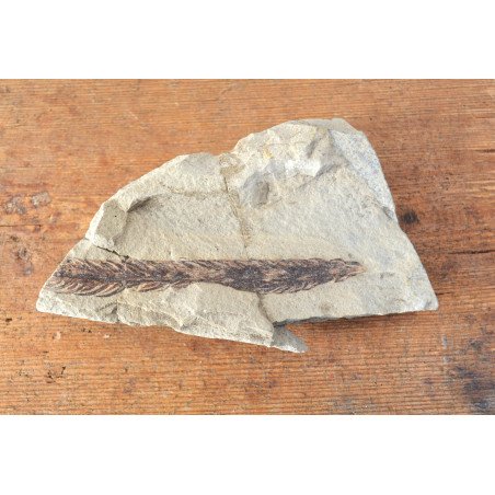 Fossil plant from the Cretaceous