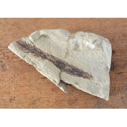 Planta fosila din Cretacic