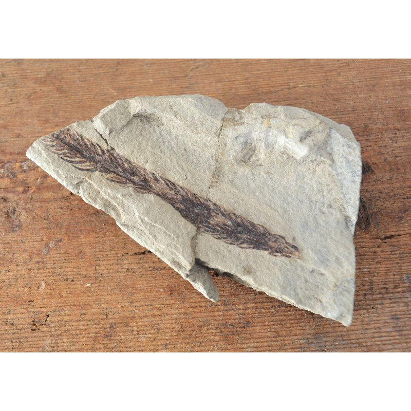 Fossil plant from the Cretaceous