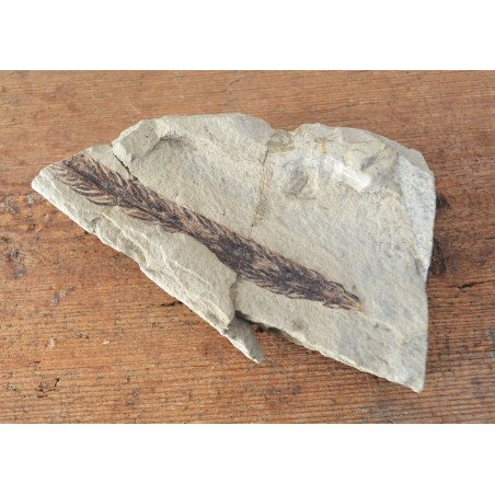 Fossil plant from the Cretaceous