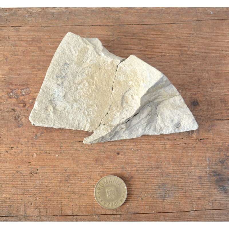 Fossil plant from the Cretaceous