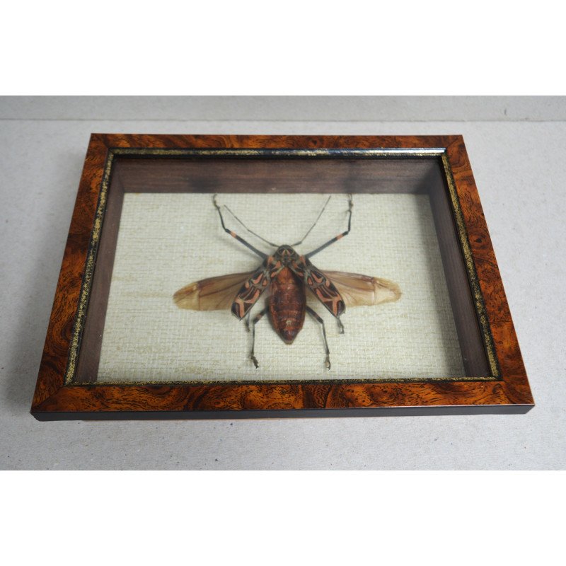 Acrocinus longimanus Peru