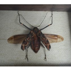 Acrocinus longimanus Peru