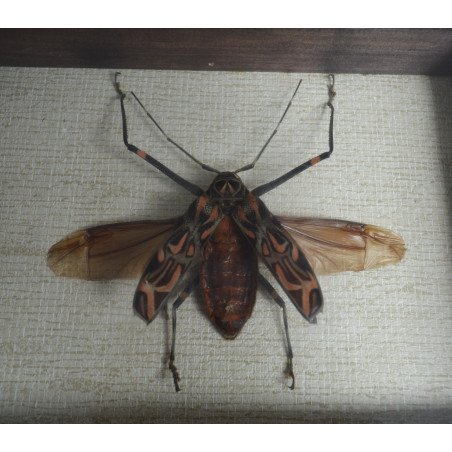 Acrocinus longimanus, Peru