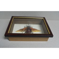 "Eupatorus gracilicornis"...