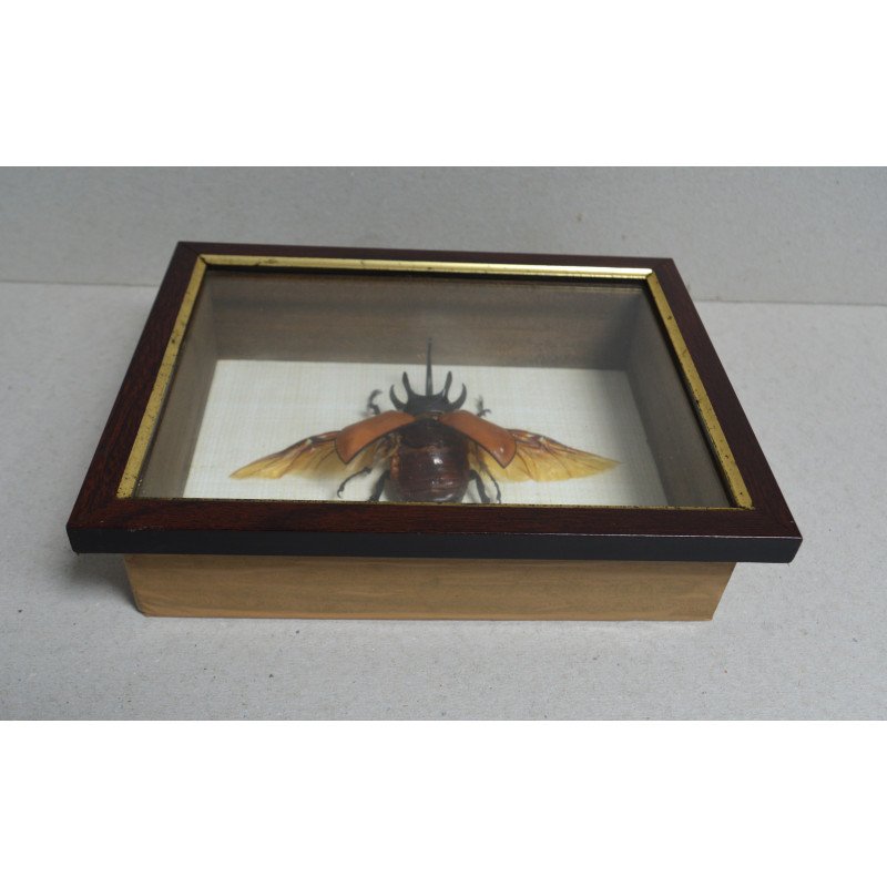 "Eupatorus gracilicornis" Asia de SE