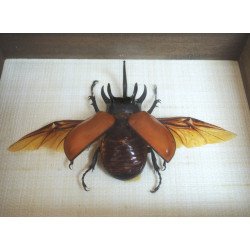 "Eupatorus gracilicornis" Asia de SE